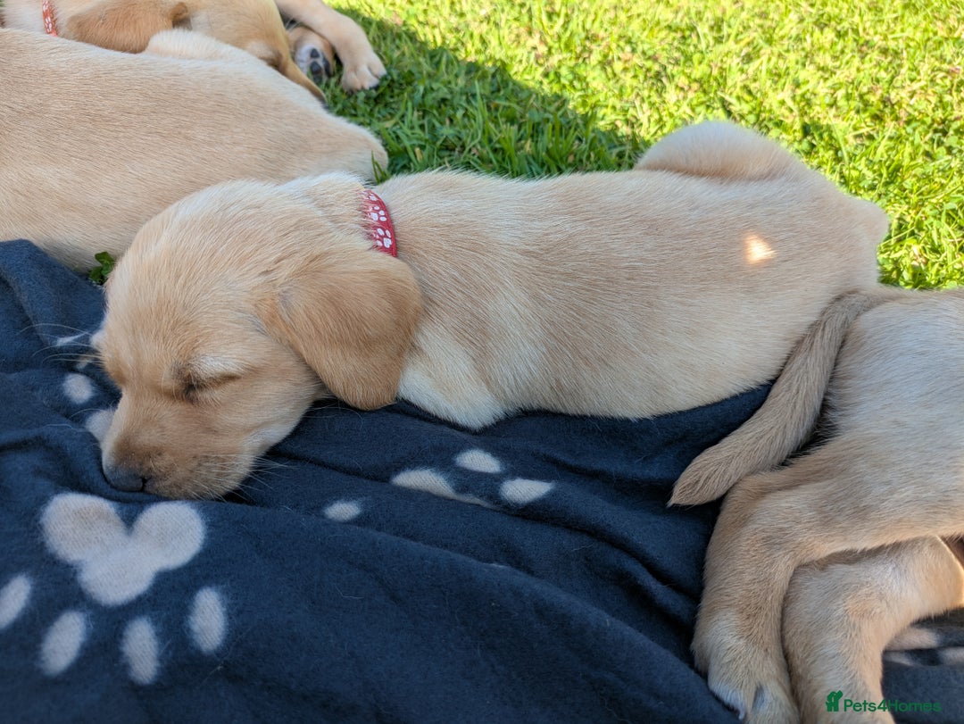 Labrador Retriever dogs for sale: Healthy Adorable kC registered Labrador puppies  - Image 4