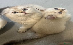 Scottish Fold cats for sale: Pedigree Scottish Fold & Straight last 2 kittens  - Image 11