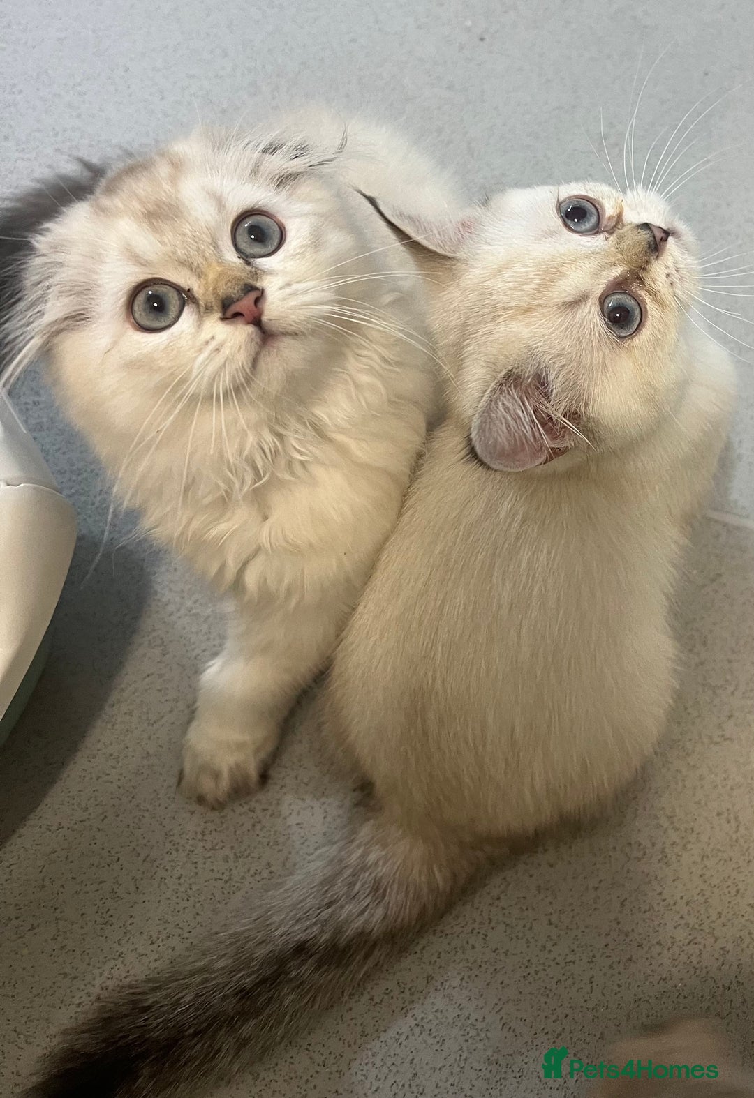 Scottish Fold cats for sale: Pedigree Scottish Fold & Straight last 2 kittens  - Image 11