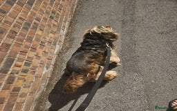 Cocker Spaniel dogs for sale: Beautiful Charlie - Image 6