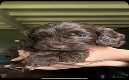 Cockapoo dogs for sale: Top Quality F1 Teddy Bear Cockapoo puppies - Image 1