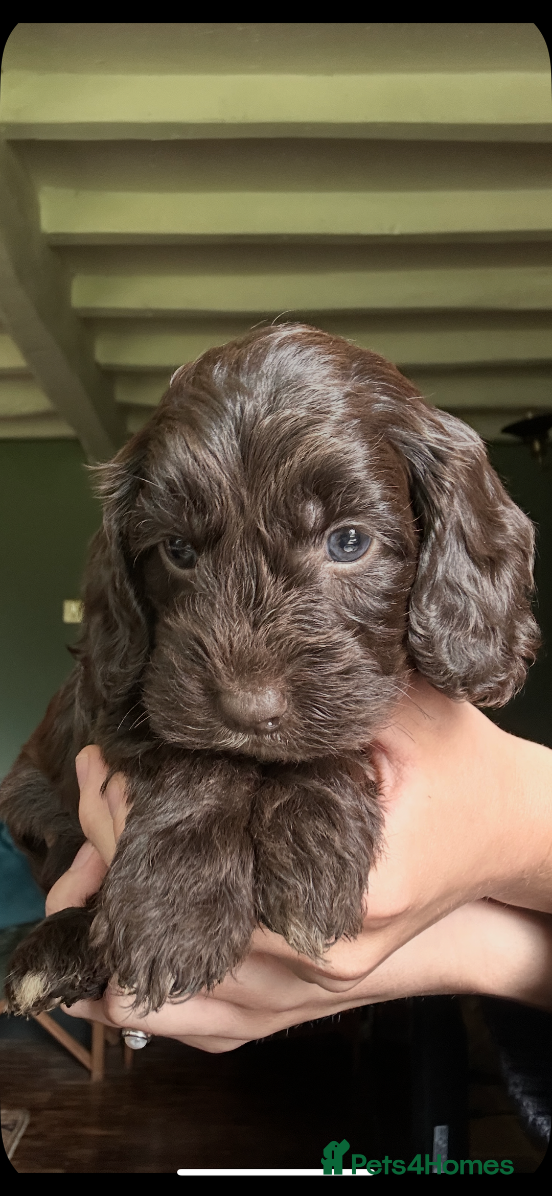 Cockapoo dogs for sale: Top Quality F1 Teddy Bear Cockapoo puppies - Image 1