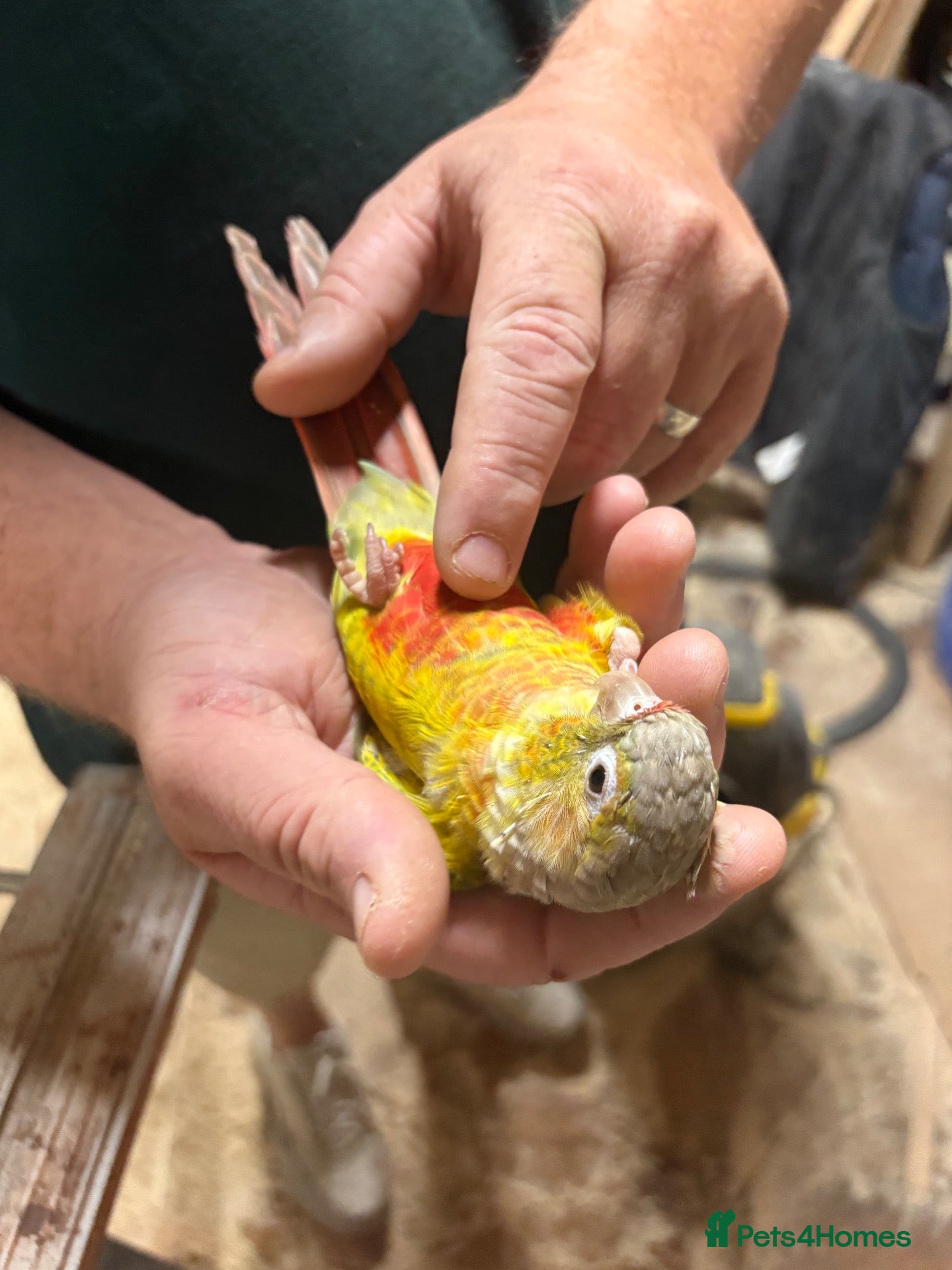 Conures birds Hand tame pineapple Conure - Advert 1