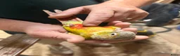Conures birds for sale: Hand tame pineapple Conure - Advert 1