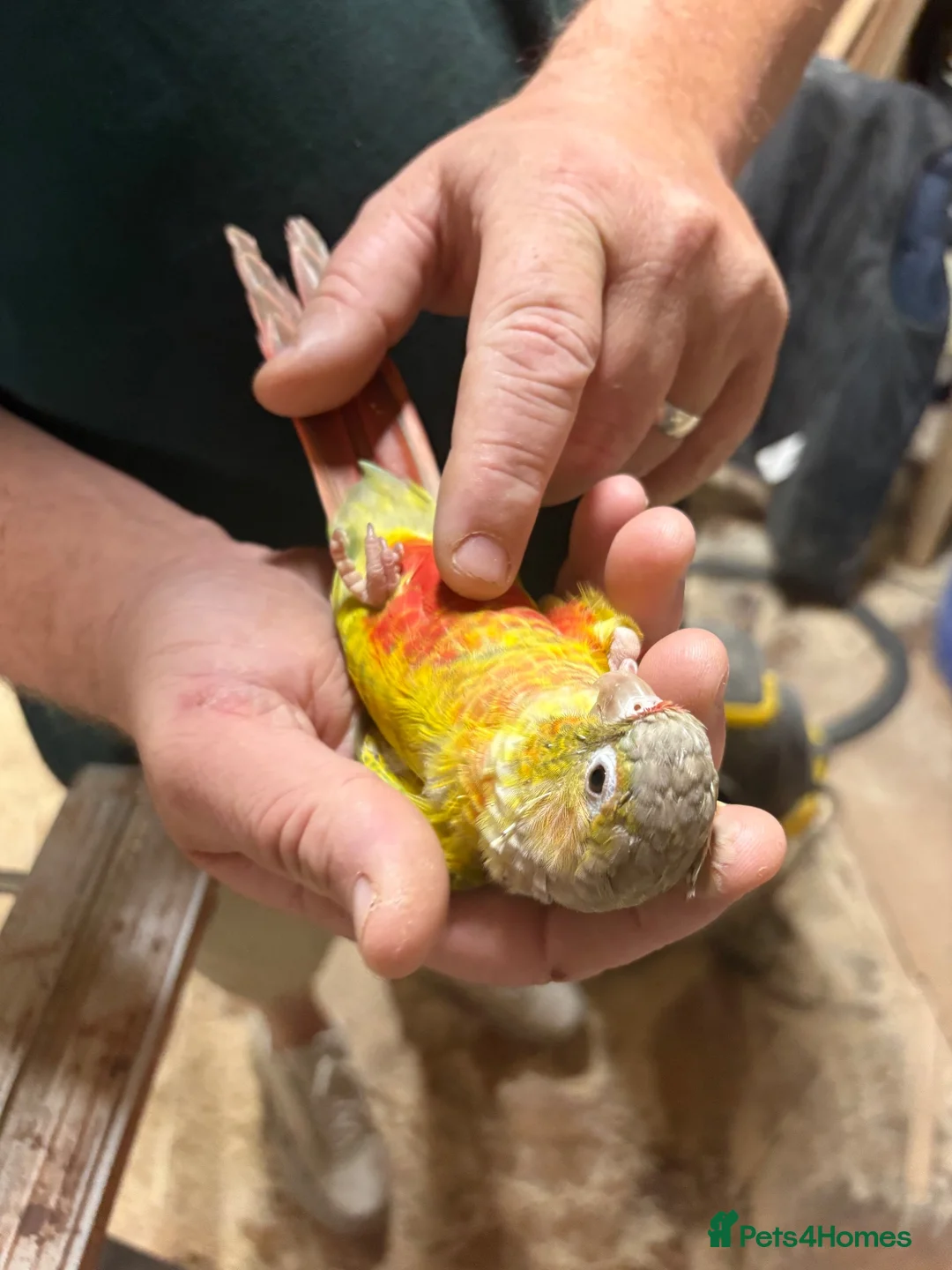 Conures birds for sale: Hand tame pineapple Conure - Advert 1