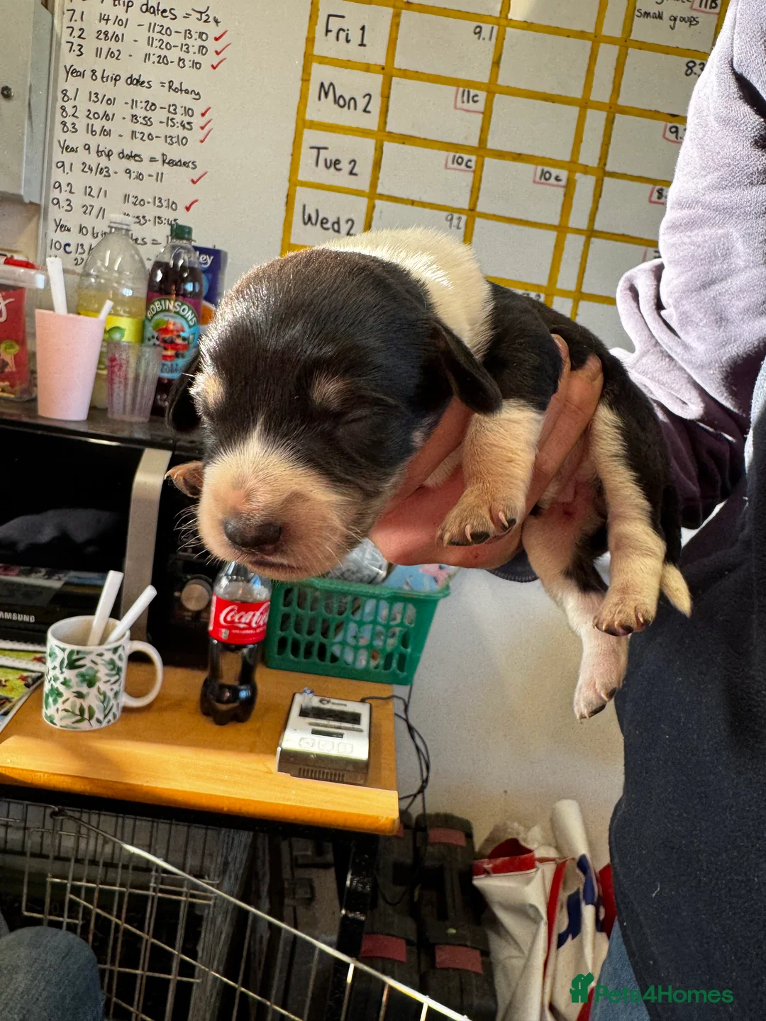 Sprollie dogs for sale: Beautiful Sprollie puppies - Advert 31