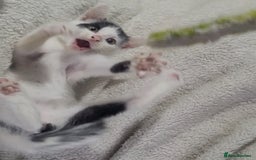 American Shorthair cats for sale: Lovely little kittens, lots of different colours! - Image 10