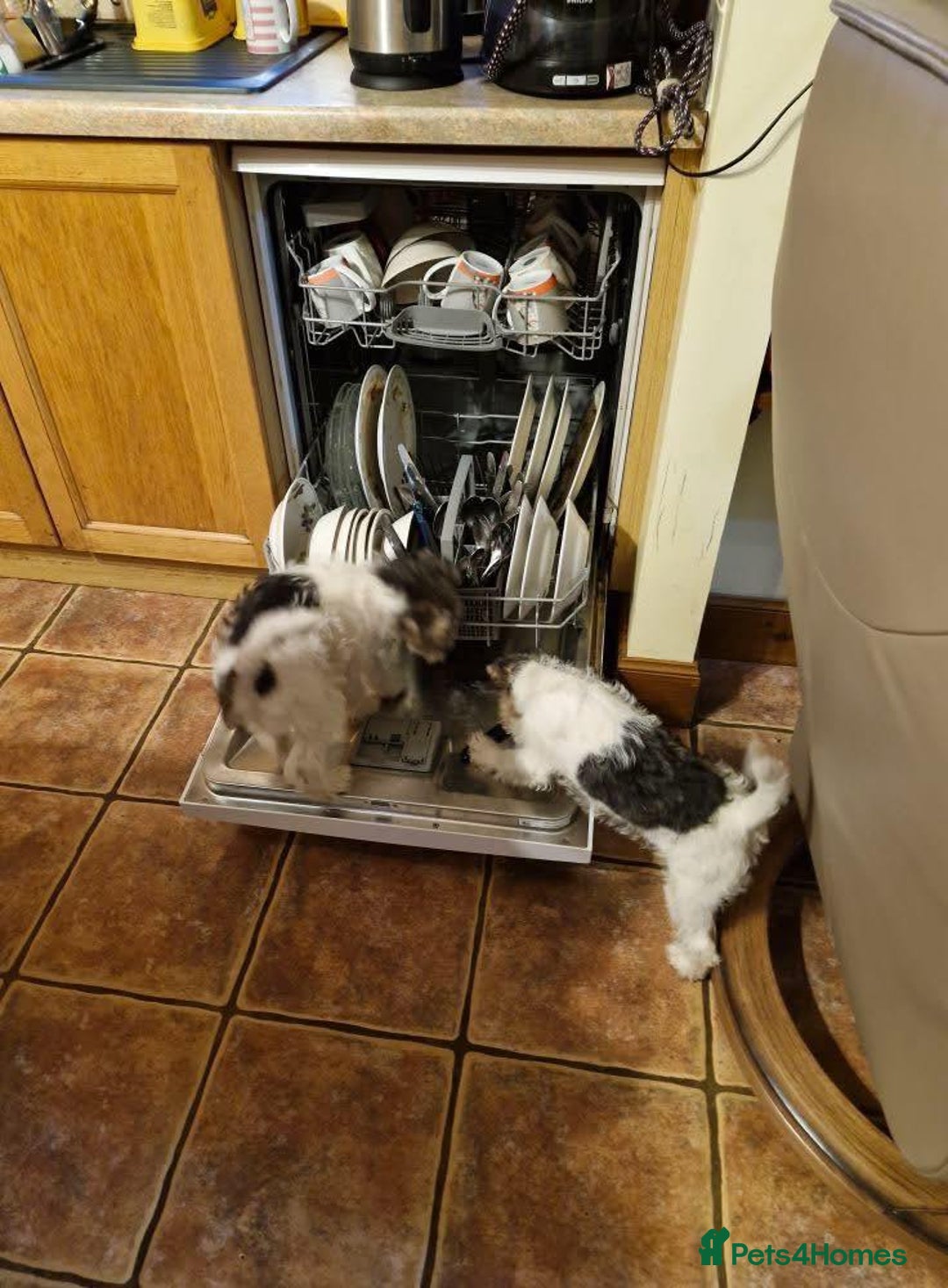 Fox Terrier dogs for sale: Wire Fox Terrier puppies for sale. - Advert 6