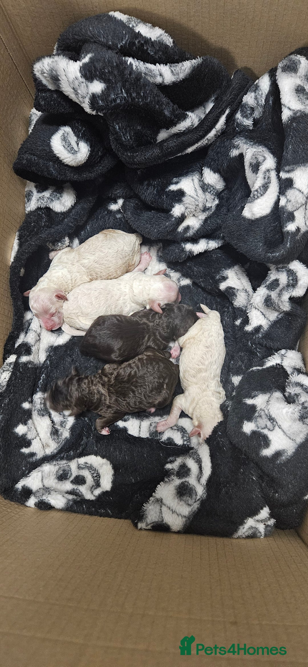 Toy Poodle dogs for sale: Beautiful Toy Poodles - Advert 1