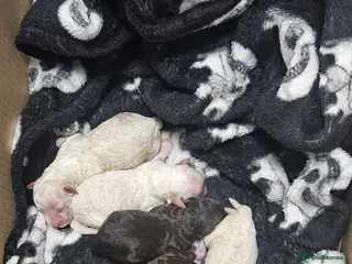 Toy Poodle dogs Beautiful Toy Poodles - Advert 14