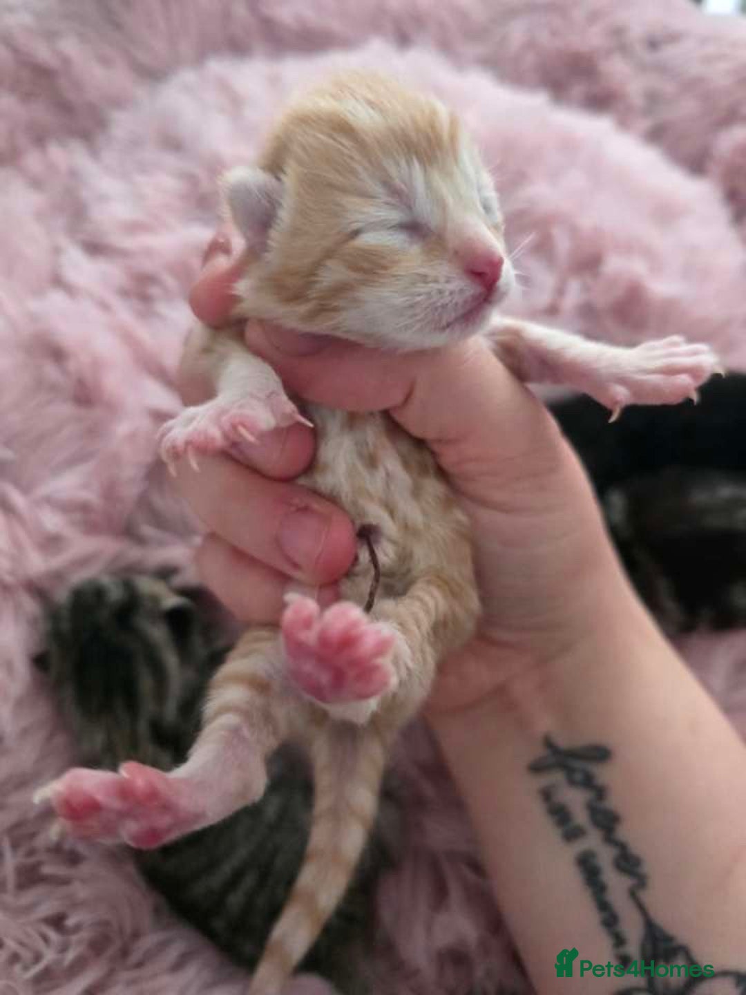 Mixed Breed cats for sale: 1 ginger male and 1 black male - Image 6