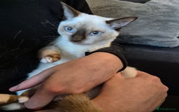 Snowshoe cats for sale: Pedigree Snowshoe kittens ready 8th november  - Image 11