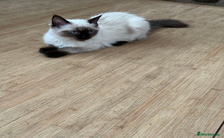 Ragdoll cats - Advert 10