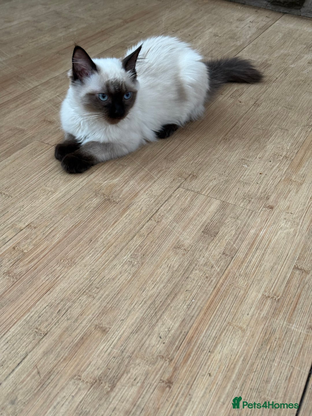 Ragdoll cats for sale: Ragdoll seal point girl GCCF reg - Image 1