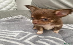 Chihuahua dogs for sale: Micro chihuahua puppies  - Image 2