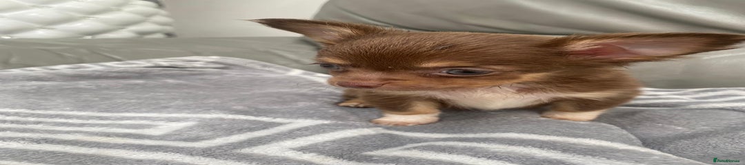 Chihuahua Puppy 1