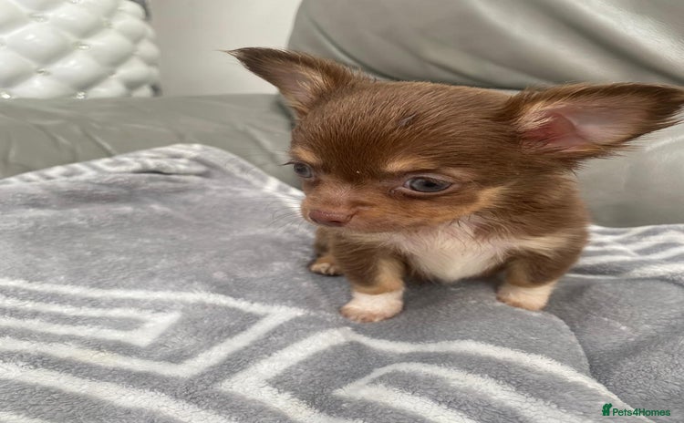 Chihuahua dogs - Advert 5