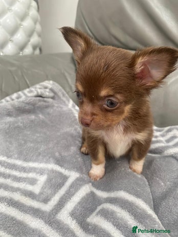 Chihuahua dogs - Advert 6