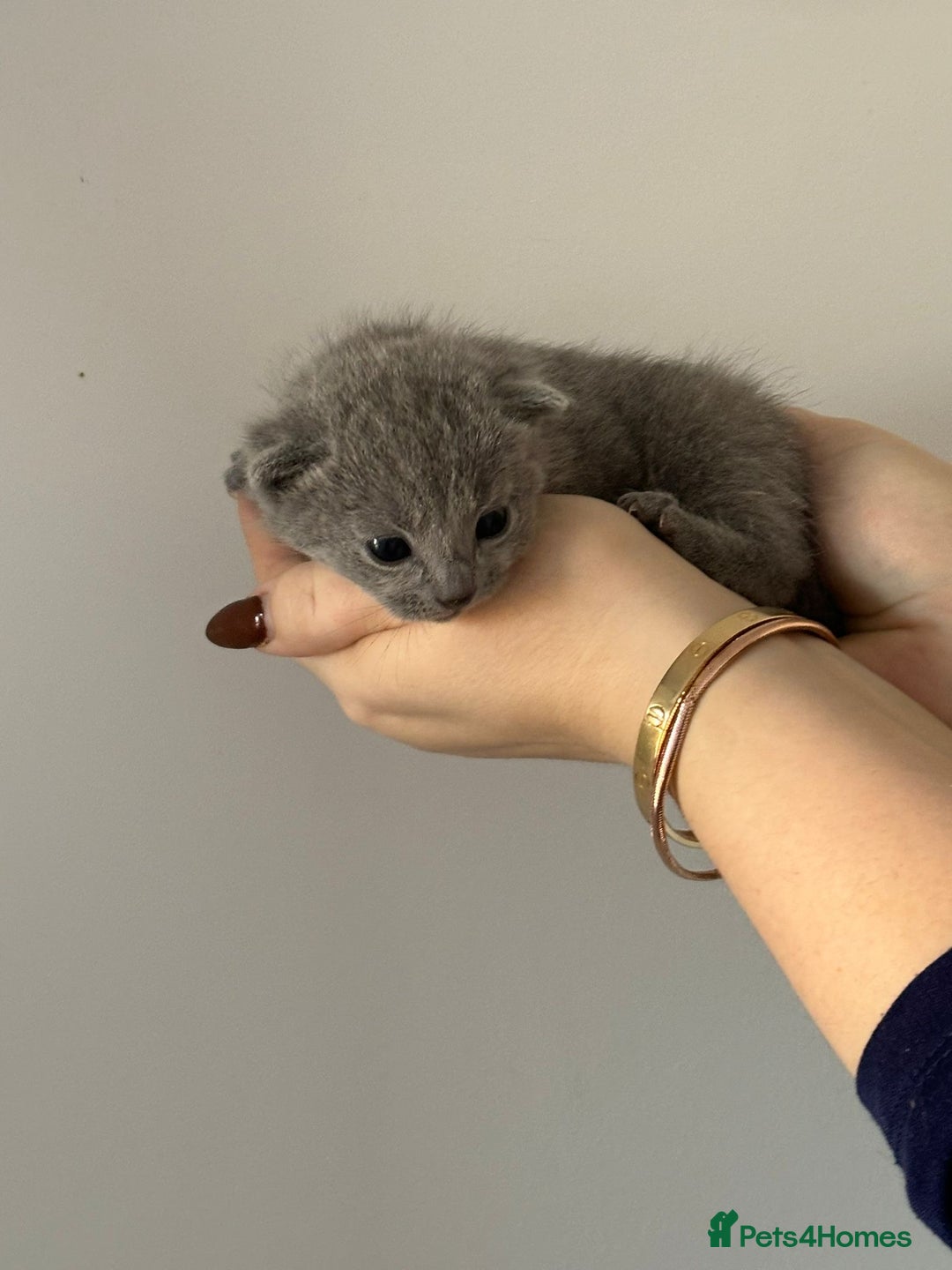 Russian Blue cats for sale: TICA pedigree Russian blue kittens 🐱  - Image 11