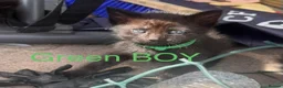 Mixed Breed cats for sale: Mixed Maine coons  - Advert 10