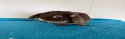 Mini Lop rabbits for sale: Pure breed mini lop adult female for sale  - Advert 5