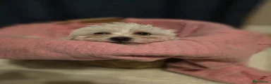 Maltese 2