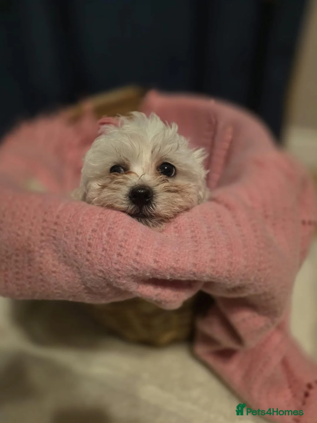 Maltese dogs for sale: Maltese  - Advert 7