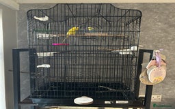 Budgerigars birds for sale: Bird cage with 2 Budgies  - Advert 1