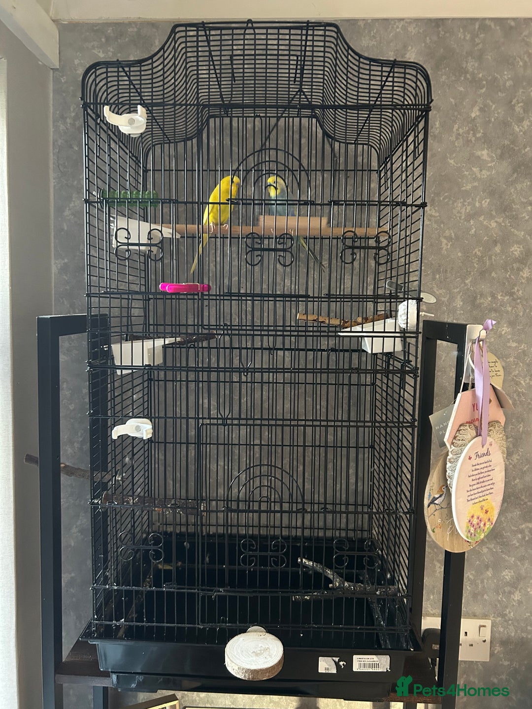 Budgerigars birds for sale: Bird cage with 2 Budgies  - Advert 1