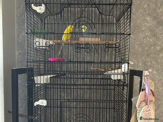 Budgerigars birds Bird cage with 2 Budgies - Advert 1