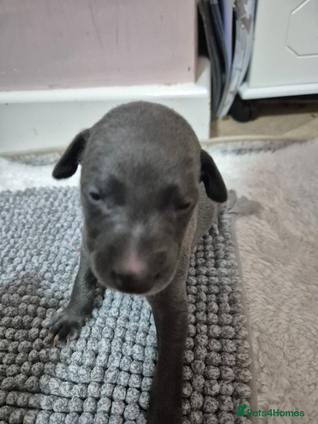 Whippet dogs for sale: 🐾 Stunning Blue Whippet Puppies - just £800!🐾 - Advert 5