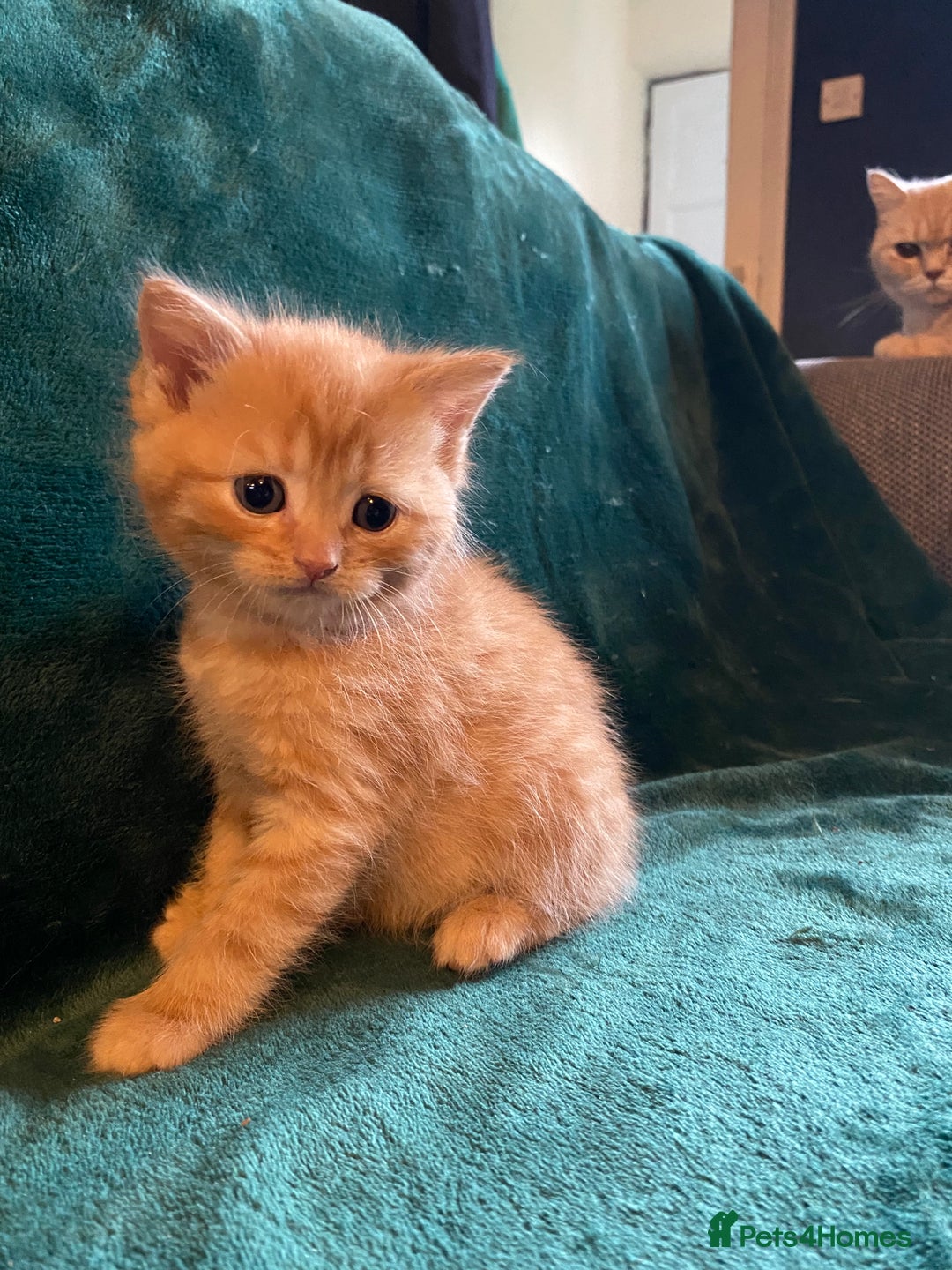 Scottish Fold cats for sale: Scottish Straight Ginger Kittens  - Advert 12