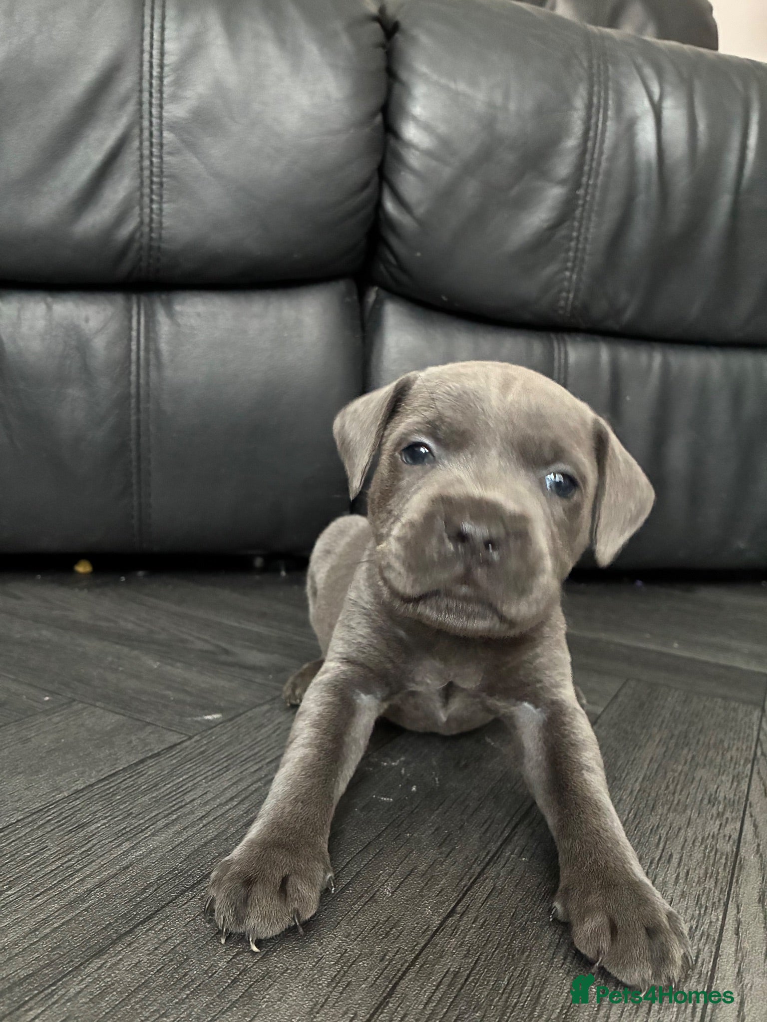 Staffordshire Bull Terrier dogs Stunning Blue Staffordshire Bull Terrier Puppies - Advert 1