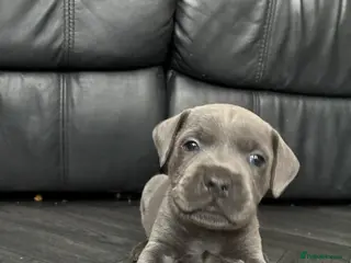Staffordshire Bull Terrier dogs Stunning Blue Staffordshire Bull Terrier Puppies - Advert 1