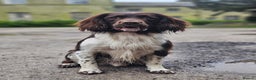 English Springer Spaniel dogs for stud: English Springer Spaniel Stud  in Derby - Advert 6