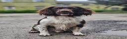 English Springer Spaniel dogs for stud: English Springer Spaniel Stud  in Derby - Advert 6