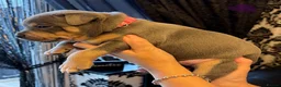 Staffordshire Bull Terrier dogs for sale: KC Reg Staffordshire Bull Terriors  - Advert 7