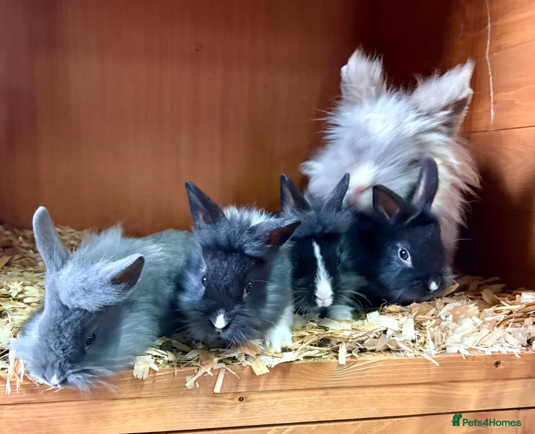 Mixed Breed rabbits for sale: Cashmere x Dutch rabbits  in Dumfries - Advert 1
