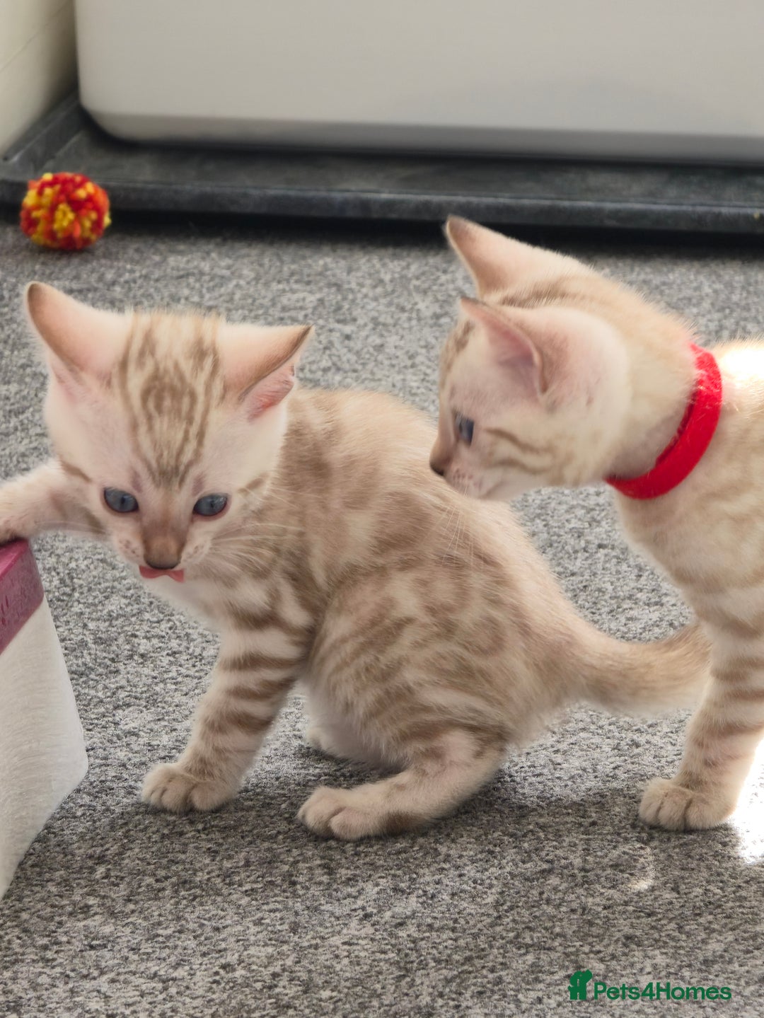 Bengal cats for sale: SNOW BENGAL BLUE EYES TICA PET/ACTIVE - Image 15