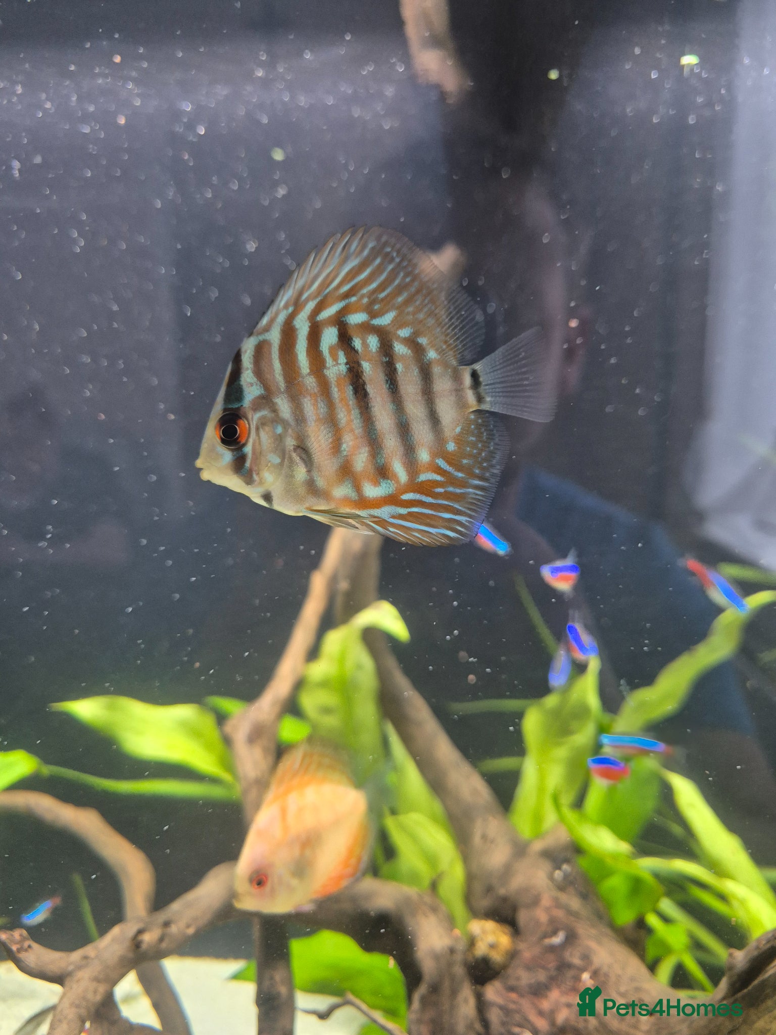 Cichlids fish for sale: Discus - Advert 3