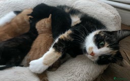 Mixed Breed cats for sale: Sweet kittens for sale - Image 23