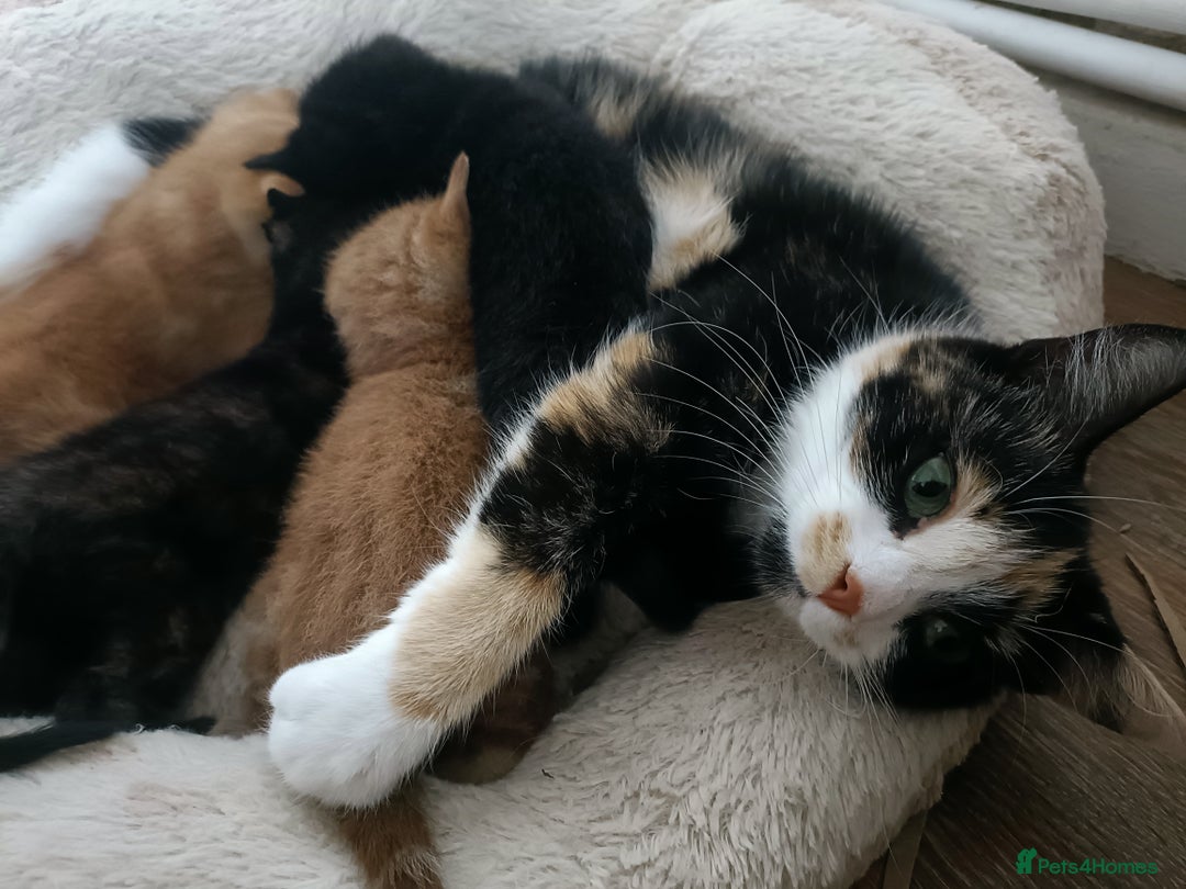 Mixed Breed cats for sale: Sweet kittens for sale - Image 23