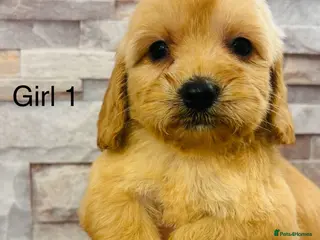 Cockapoo dogs adorable cockapoo puppies - Advert 1
