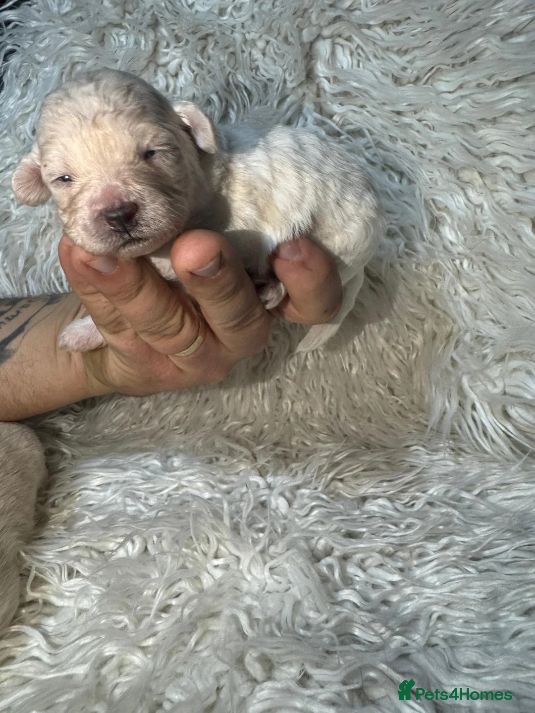 Shihpoo dogs for sale: 9 beautiful shihpoo puppies 🐶  - Advert 10