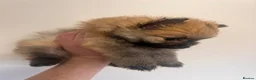 Pomeranian dogs for sale: Pomeranian Puppies - Advert 32