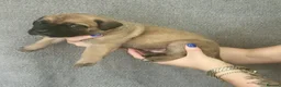 Cane Corso dogs for sale: Cane Corso puppys  - Advert 8