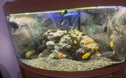 Cichlids fish for sale: Corner Aquarium with Fish - Image 2