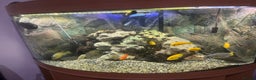 Cichlids fish for sale: Corner Aquarium with Fish - Advert 2