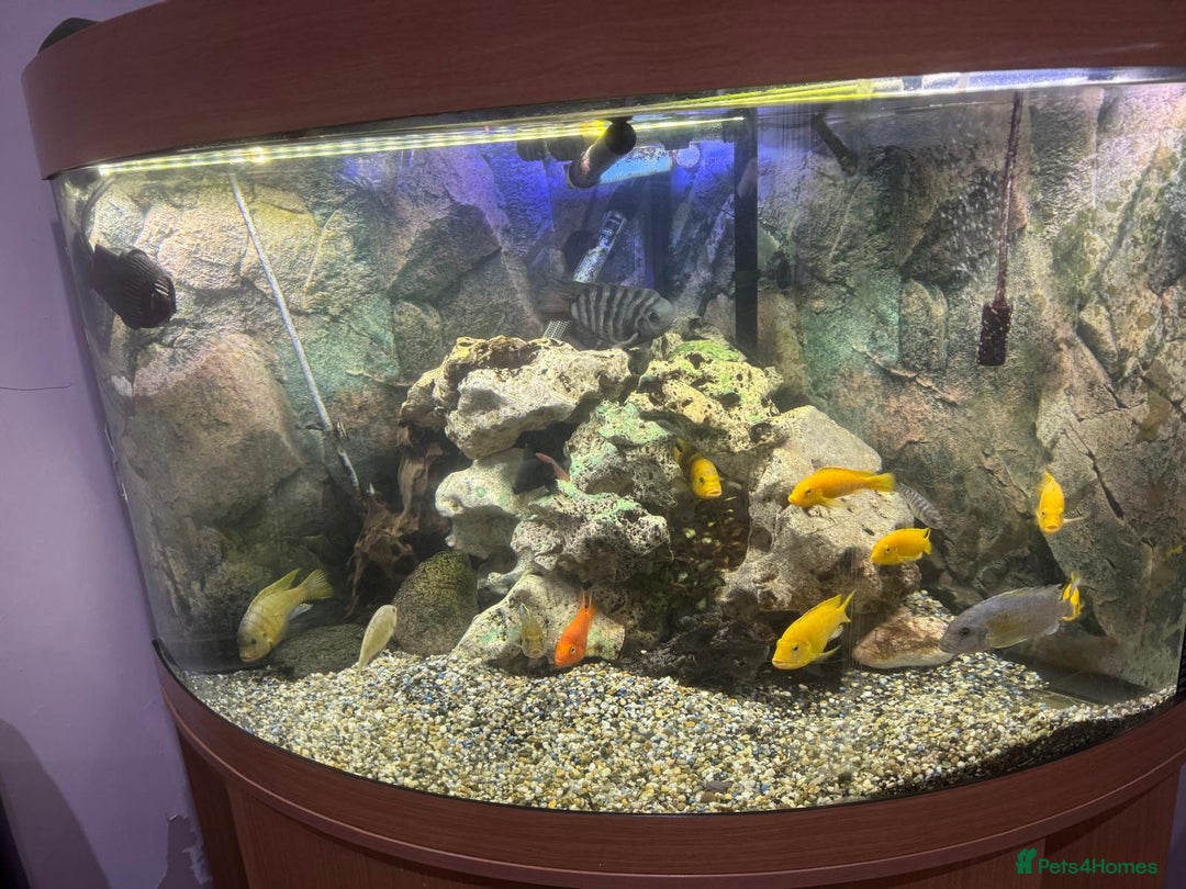 Cichlids fish for sale: Corner Aquarium with Fish - Image 2