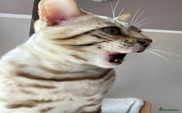 Bengal cats for sale: Beautiful Bengal boy - Image 13